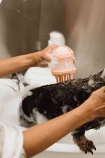 Maxbone Deep Cleanse Shampoo Dispensing Brush for Dogs & Cats