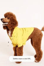 Maxbone Talon Water-Repellent Dog Raincoat